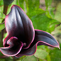 Black Beauty