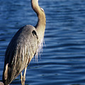 Great Blue Heron At Put-in-Bay