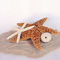 Starfish Still Life